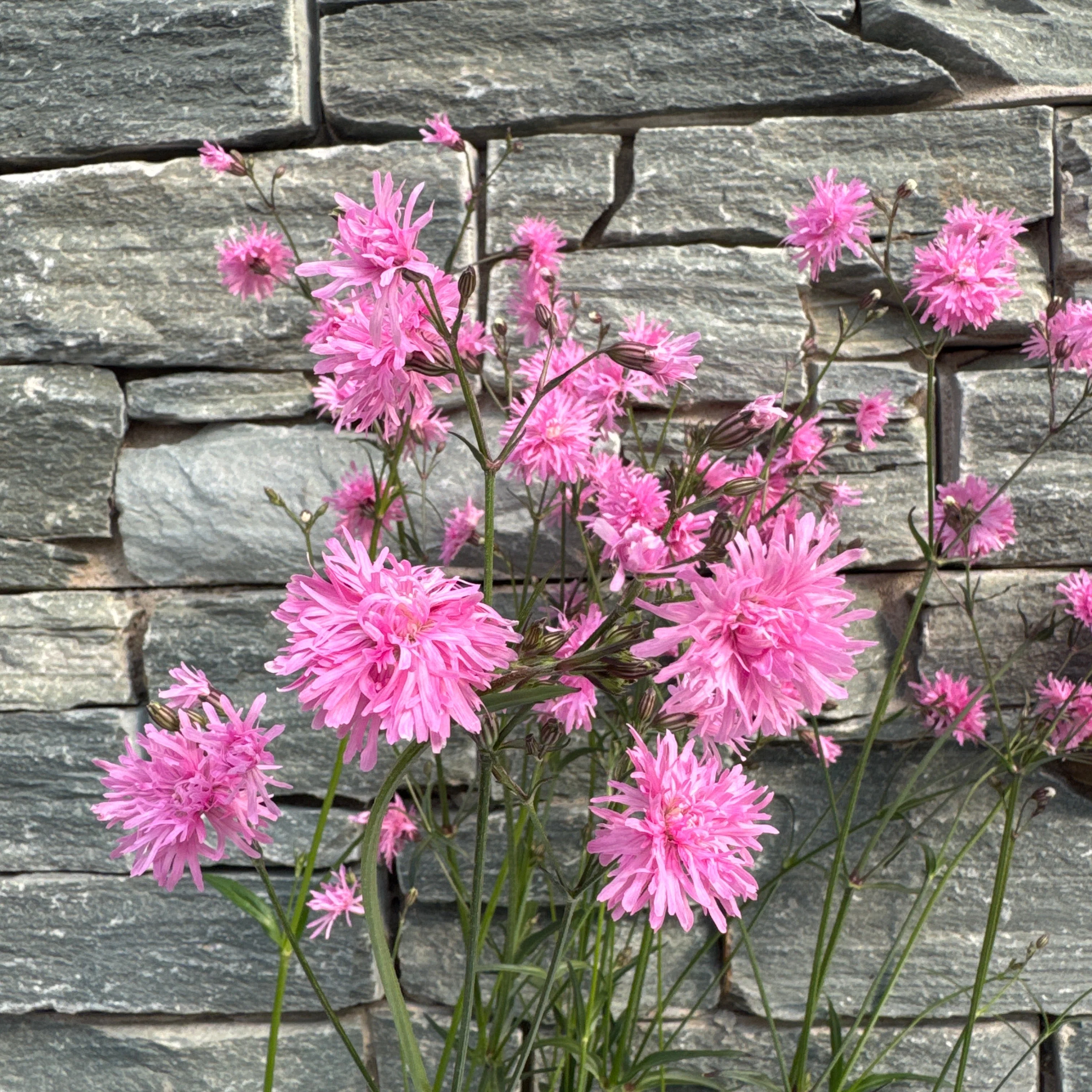 LYCHNIS Petite Jenny - Image 2
