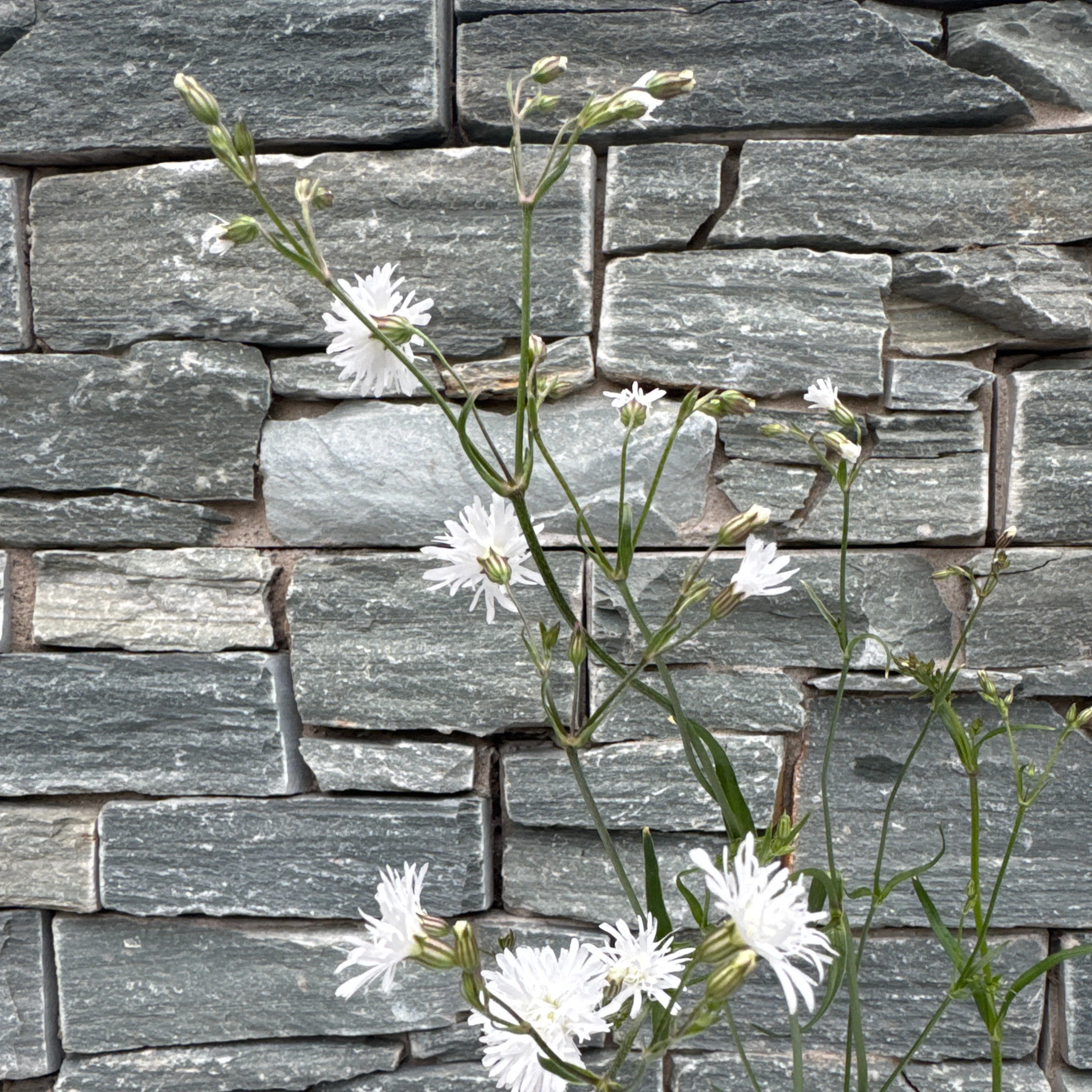 Lychnis Petite White - Image 2