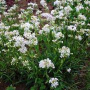 LYCHNIS Snow Cloud - Image 3