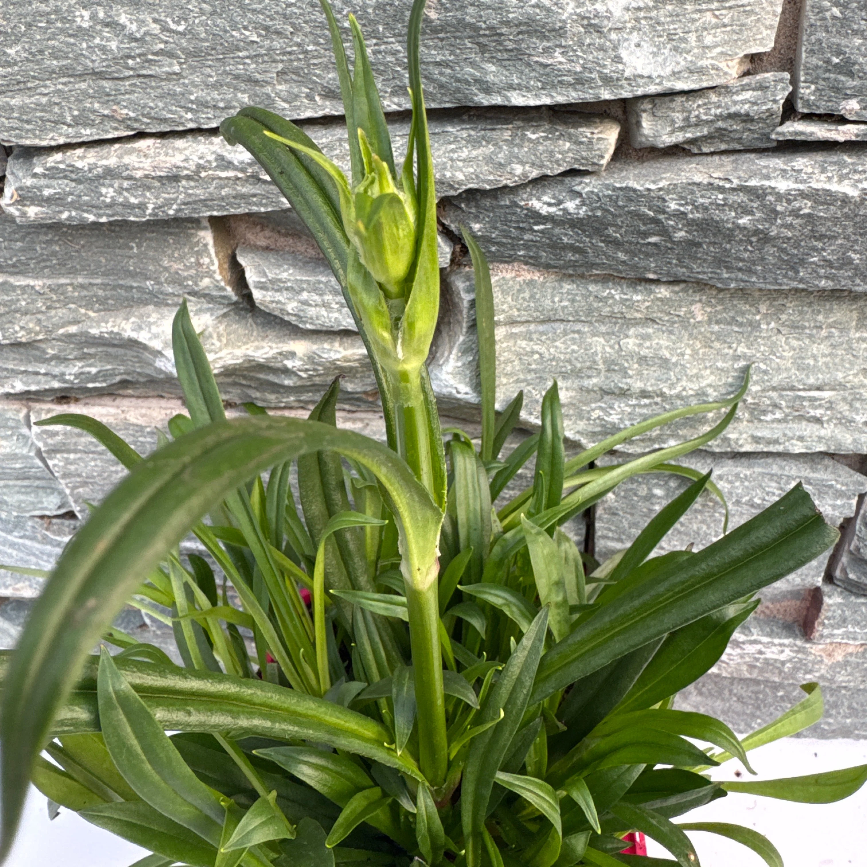 Lychnis viscaria Splendens - Image 2