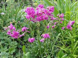 Lychnis viscaria 'Splendens Plena' - Image 3