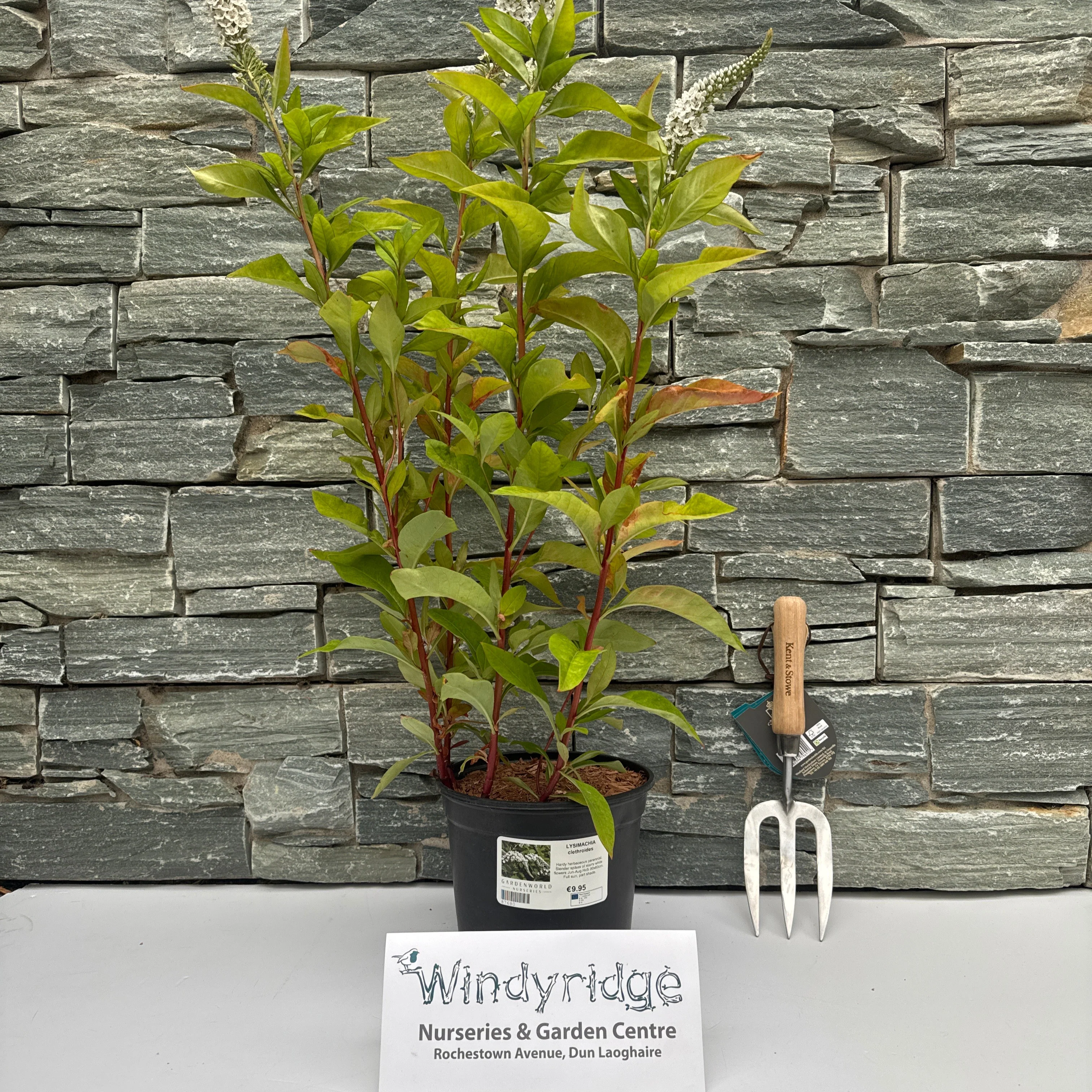 LYSIMACHIA clethroides
