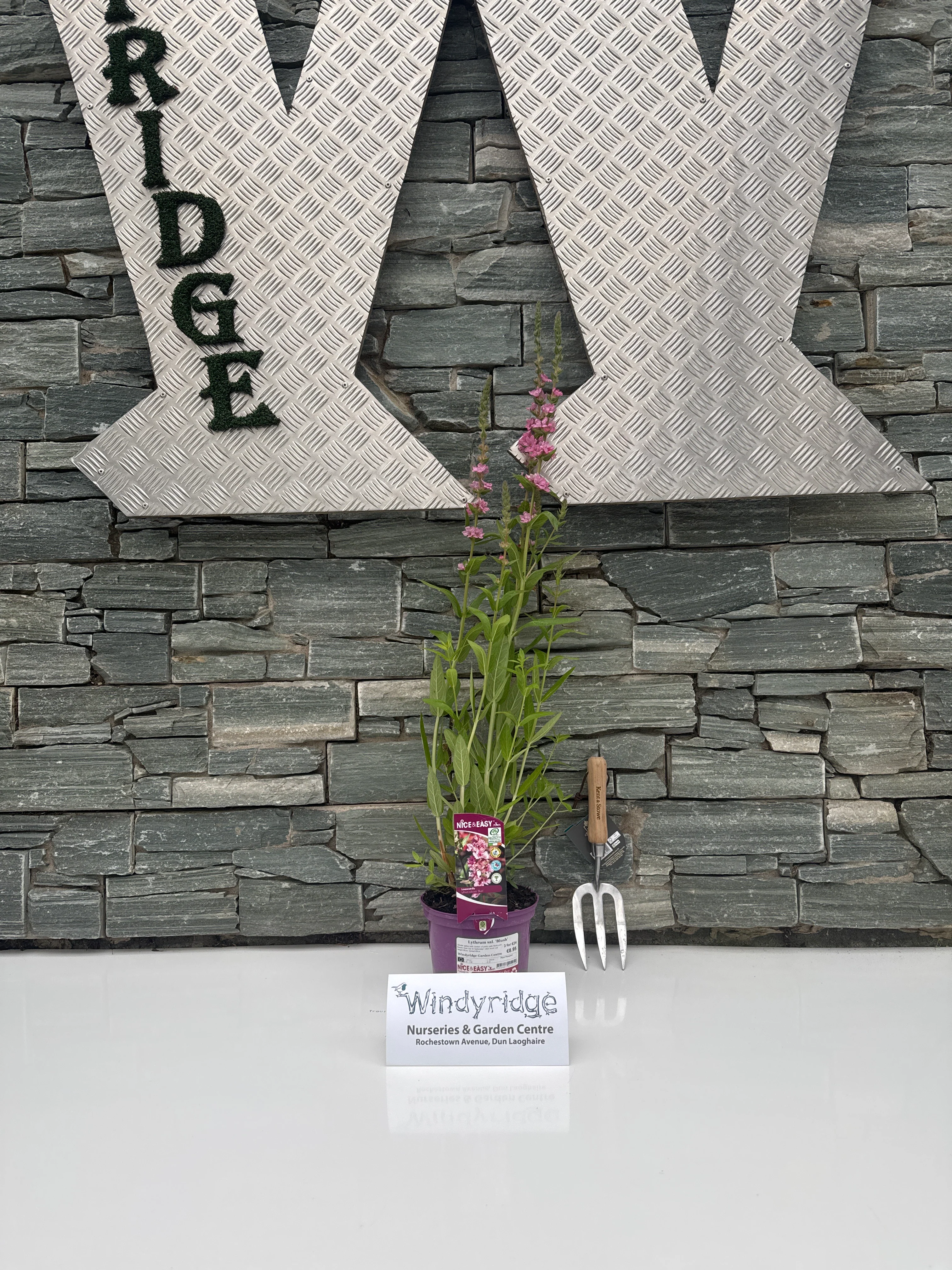 Lythrum sal. Blush - Image 2