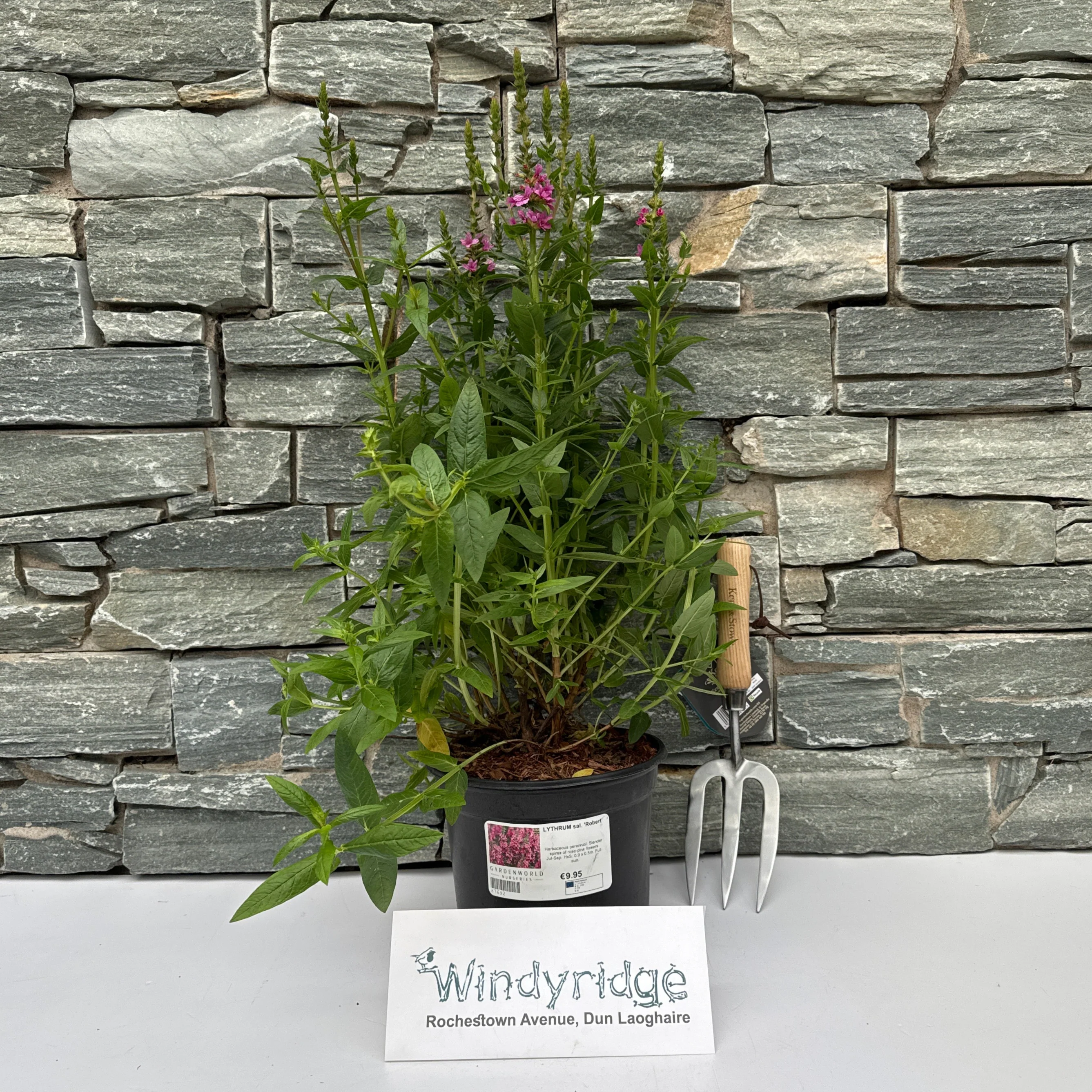LYTHRUM sal. Robert - Image 2