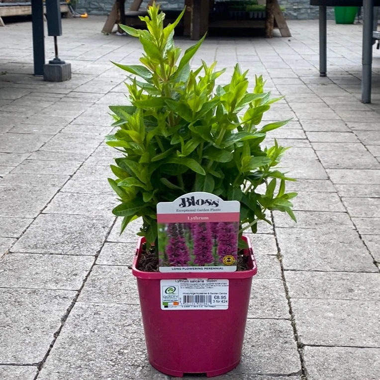 Lythrum salicaria  Robin 2lt Pot - Image 2