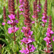 Lythrum salicaria  Robin 2lt Pot - Image 3