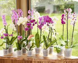 Madagascar Orchid Pot Ø15cm - Image 2