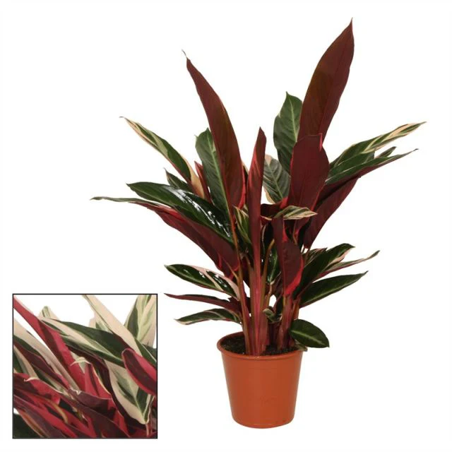 Magenta Triostar Stromanthe Sanguinea Triostar (19cm Pot)