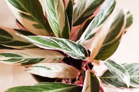 Magenta Triostar Stromanthe Sanguinea Triostar (19cm Pot) - Image 2