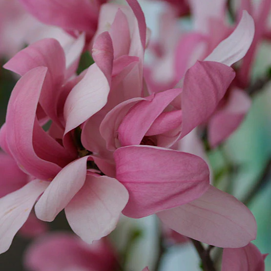 Magnolia Galaxy