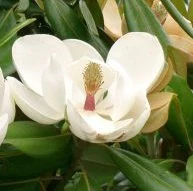 Magnolia grandiflora