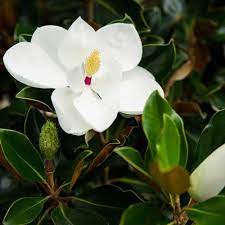 Magnolia grandiflora