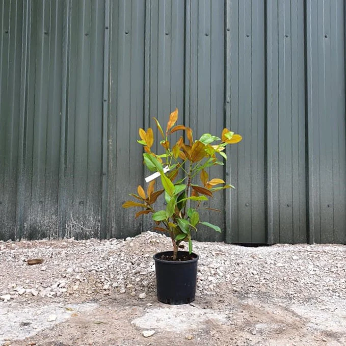 Magnolia grandiflora - Image 2