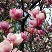 Magnolia soul. Satisfaction - Image 3