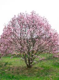 Magnolia soulangeana
