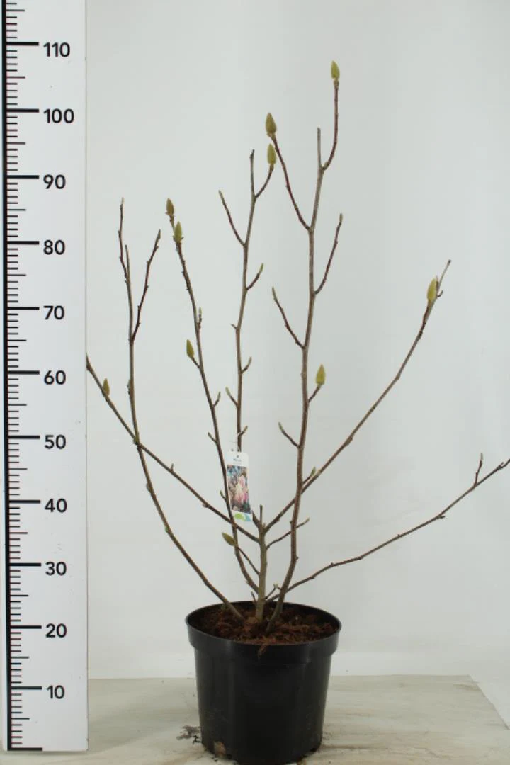Magnolia soulangeana - Image 2