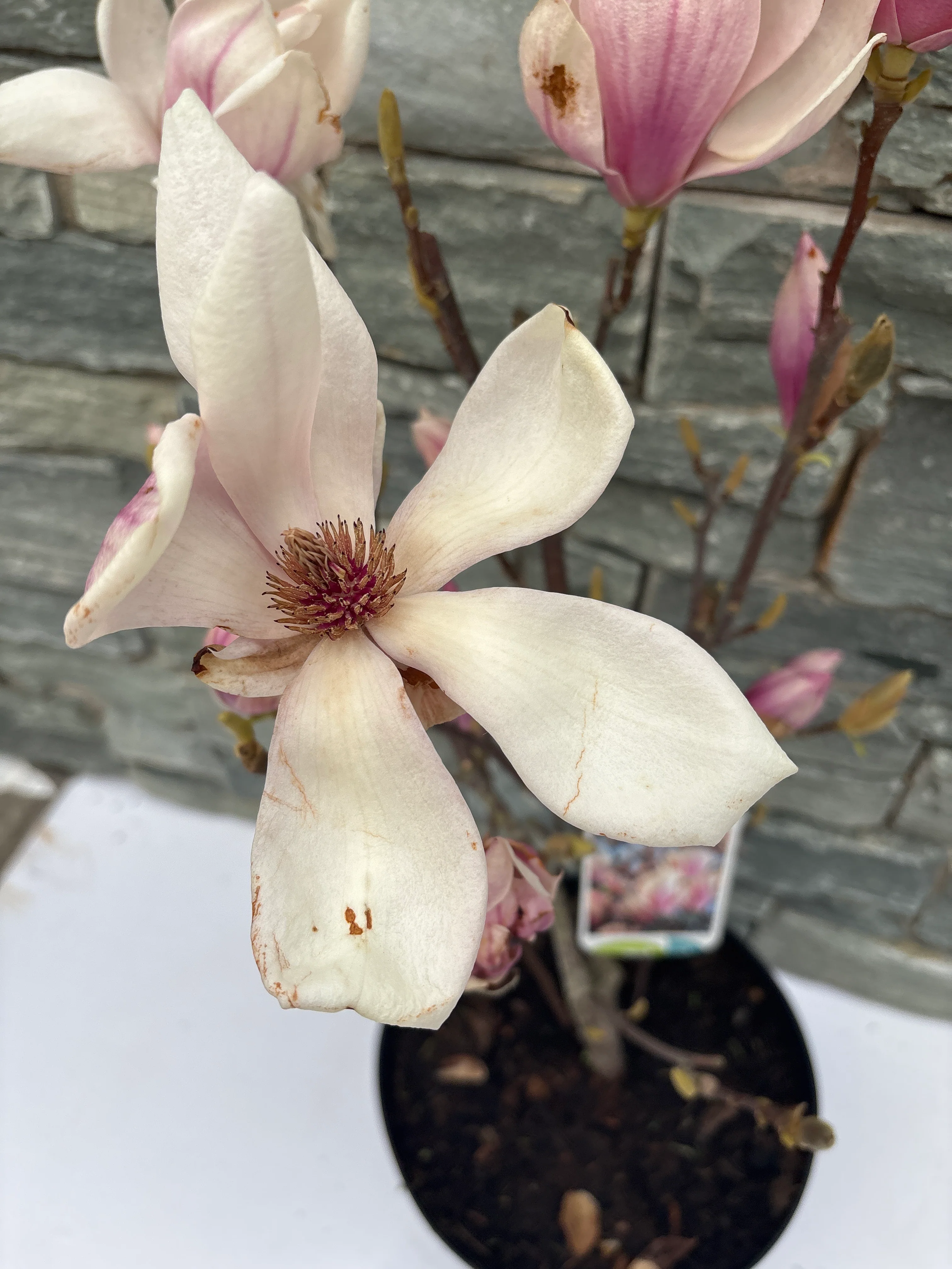 Magnolia soulangeana - Image 3