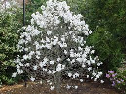 Magnolia stellata