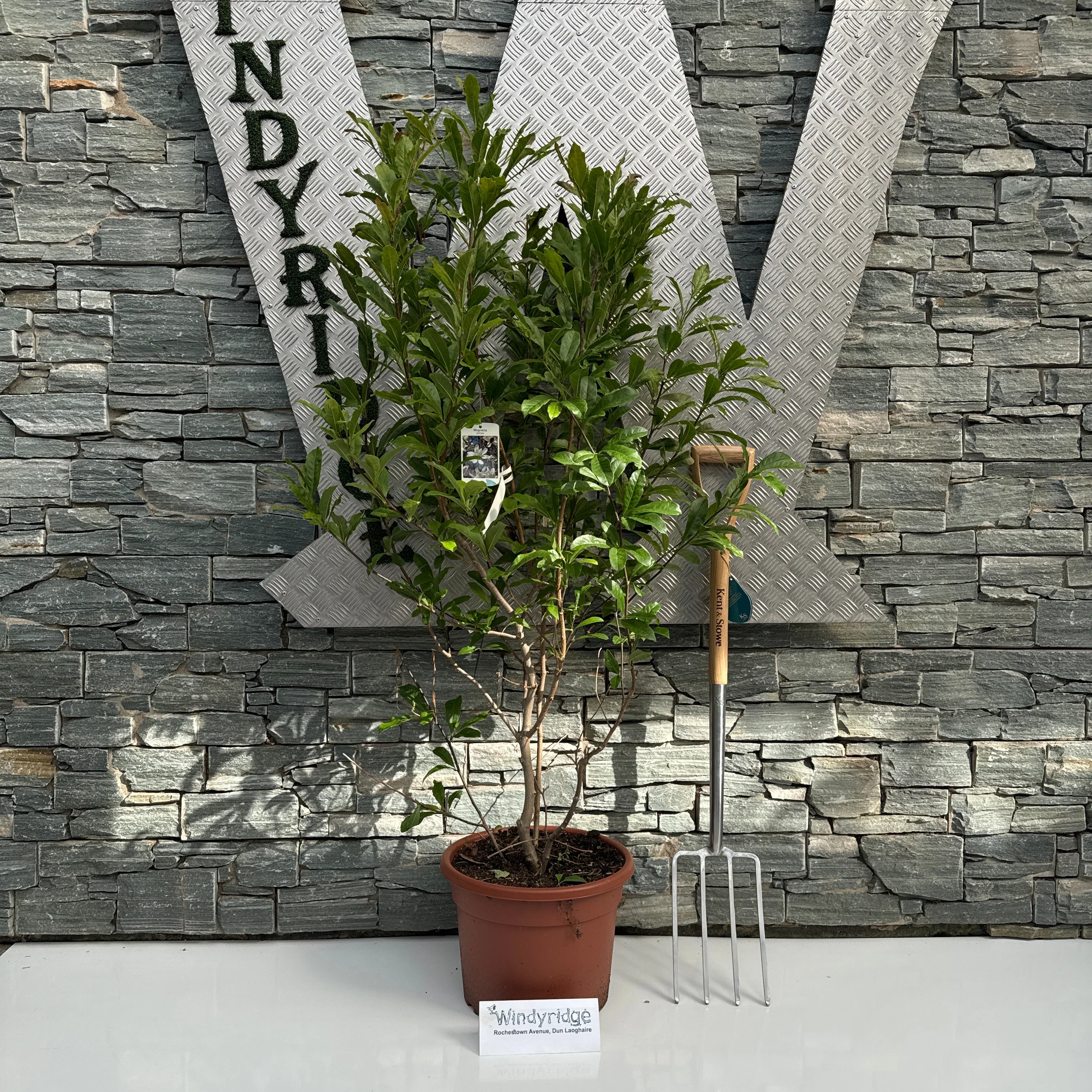 Magnolia stellata  100-125 CM C20