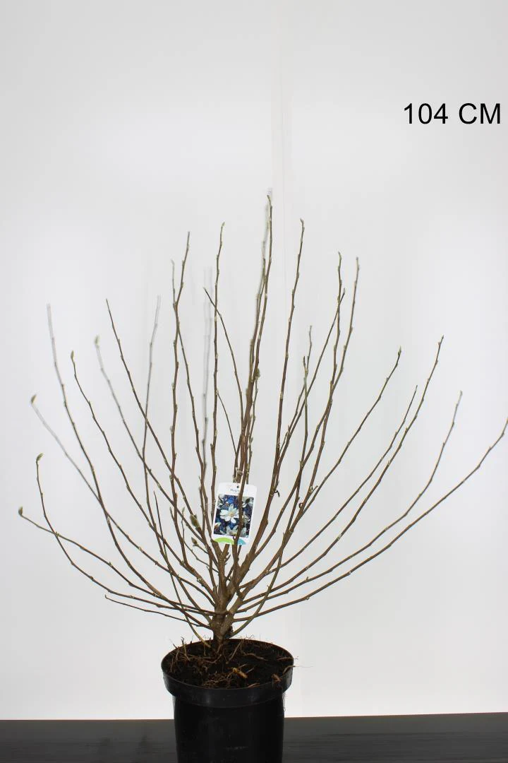 Magnolia stellata - Image 2