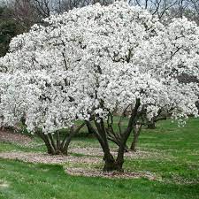 Magnolia stellata - Image 2