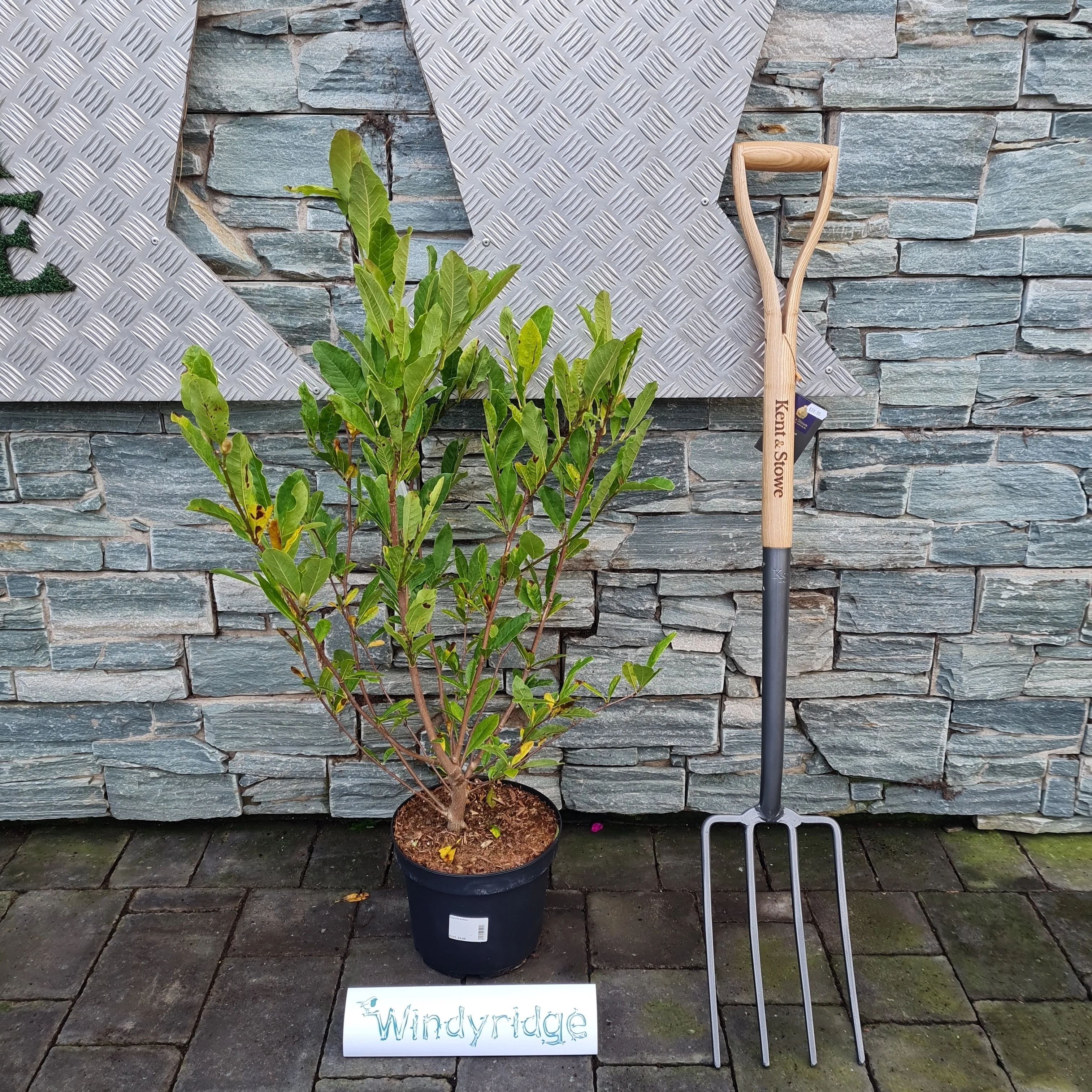 Magnolia stellata - Image 3