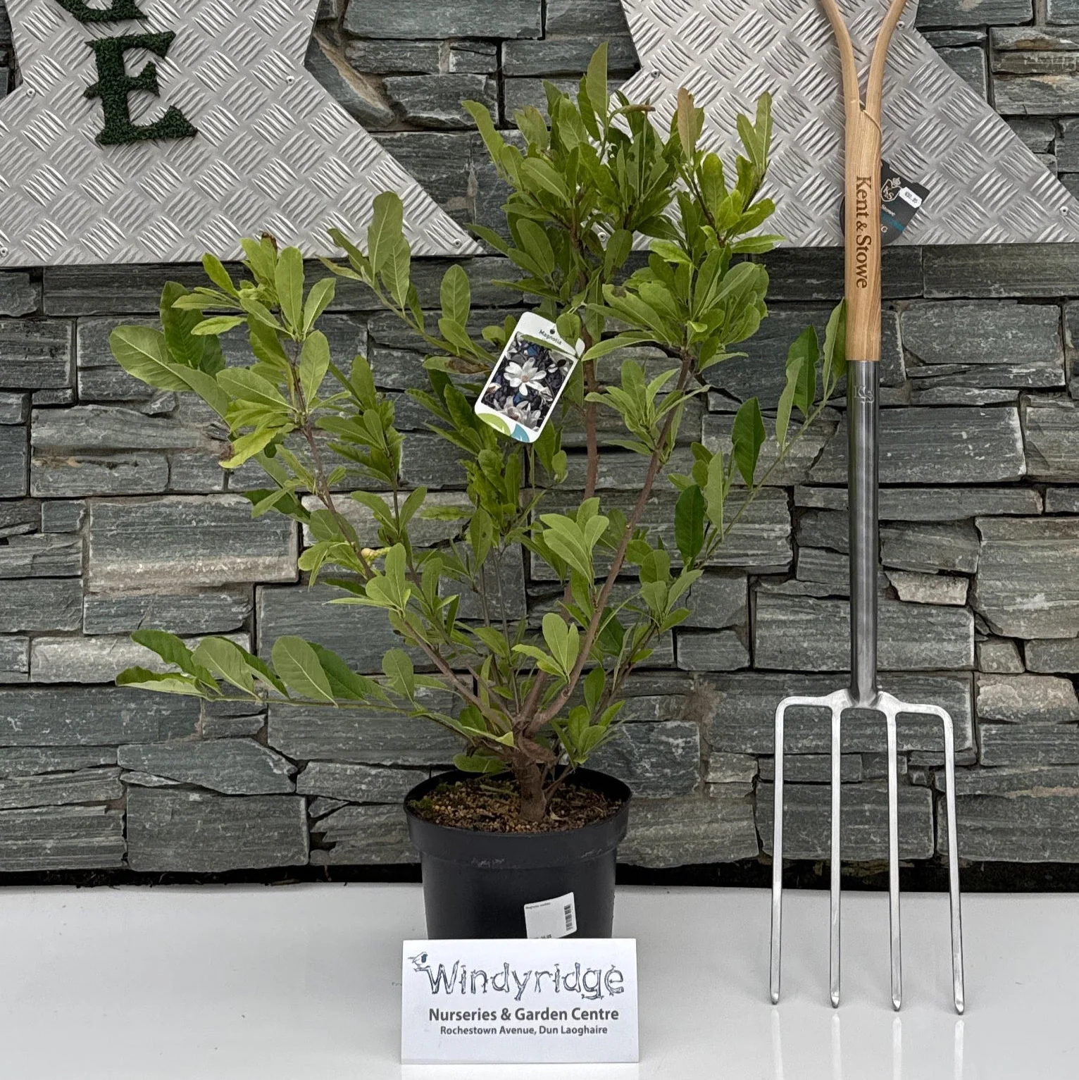 Magnolia stellata