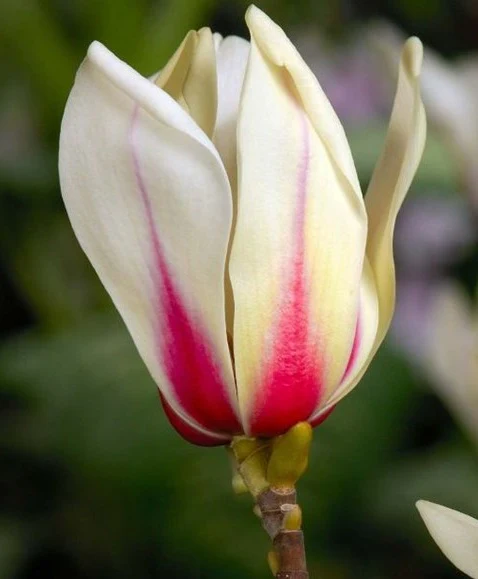 Magnolia Sunrise