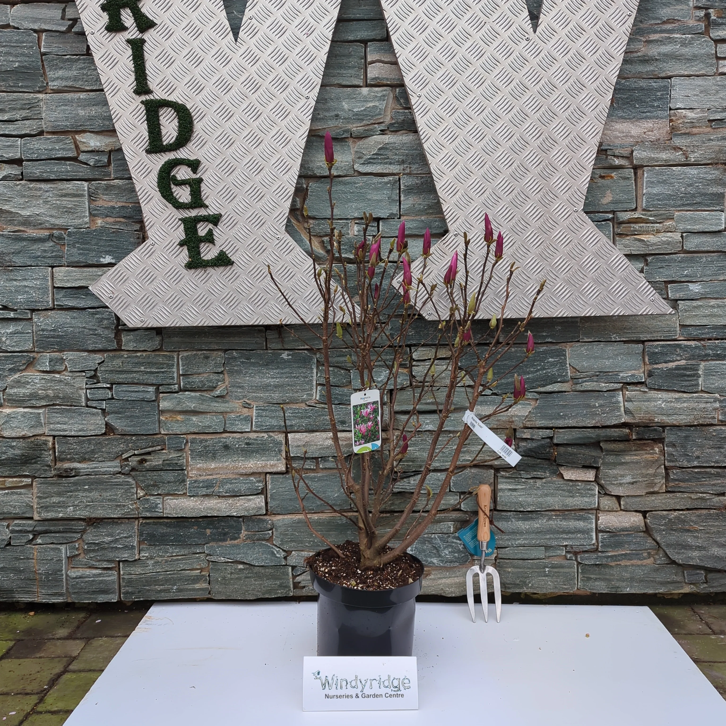 Magnolia Susan - Image 2