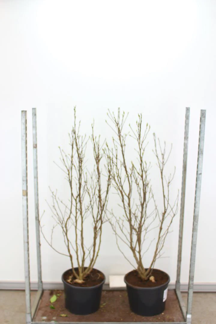 Magnolia Susan - Image 3