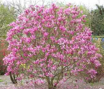 Magnolia Susan