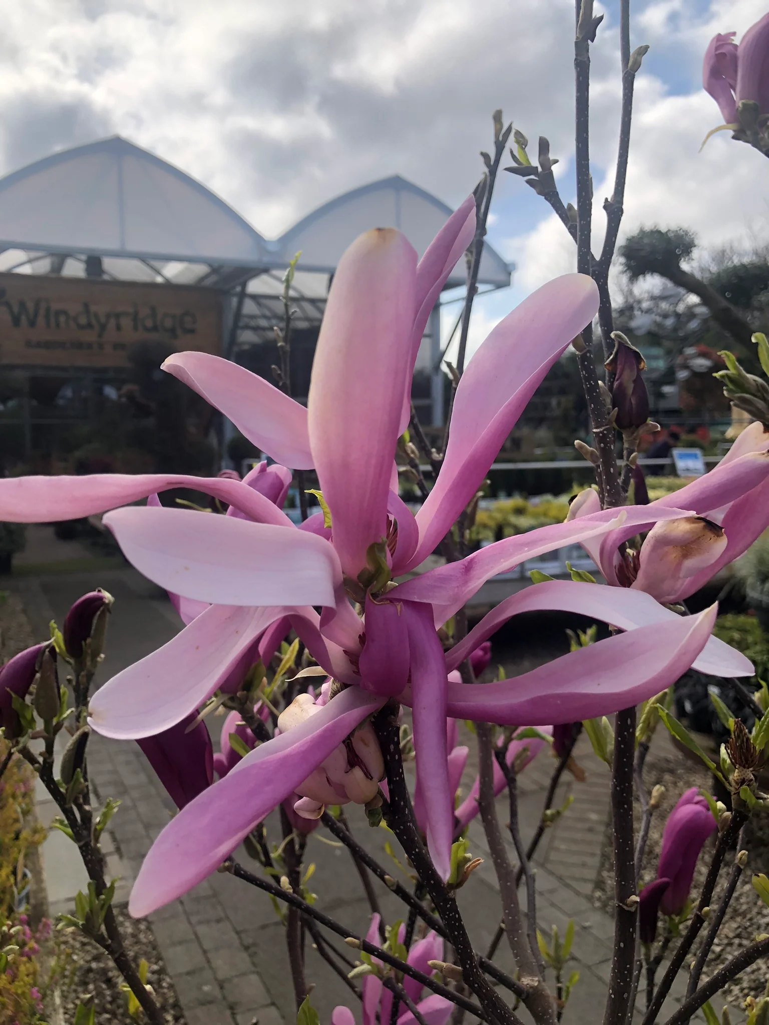 Magnolia Susan - Image 2