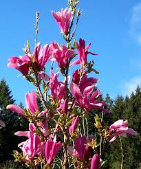 MAGNOLIA SUSAN  70cm stem