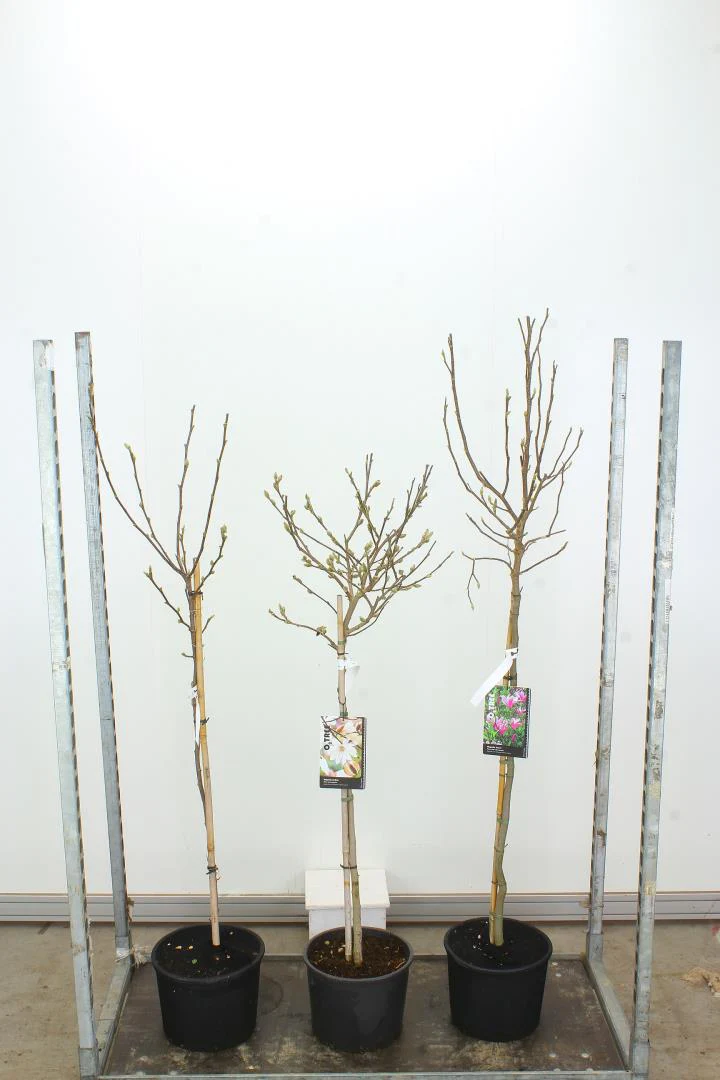 MAGNOLIA SUSAN  70cm stem - Image 2