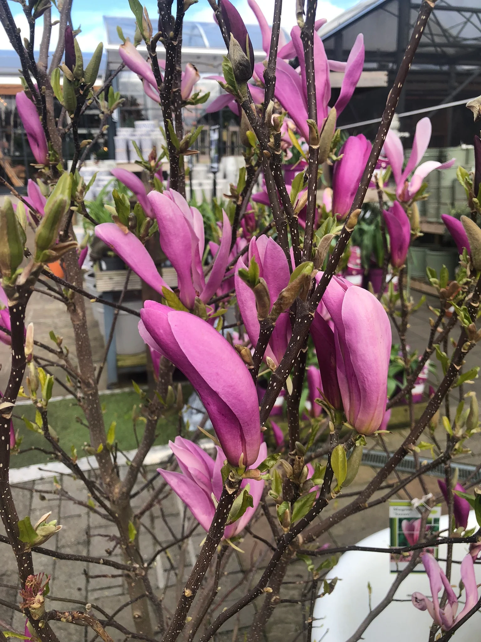 Magnolia Susan