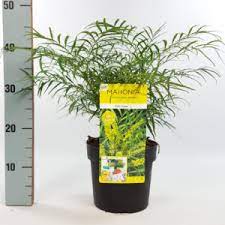 Mahonia eur. Soft Caress  3 Ltr pot - Image 3