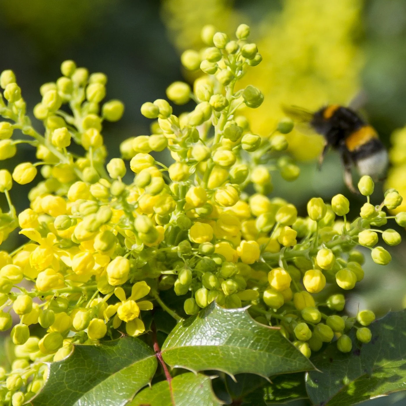 Mahonia eur. Soft Caress - Image 6