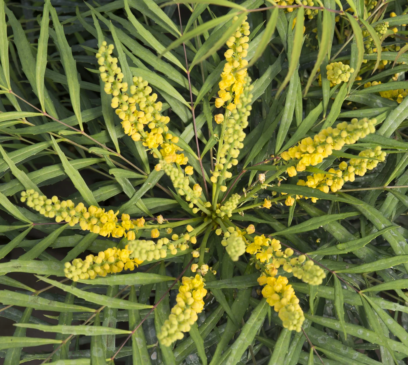 Mahonia Soft Caress - Image 3