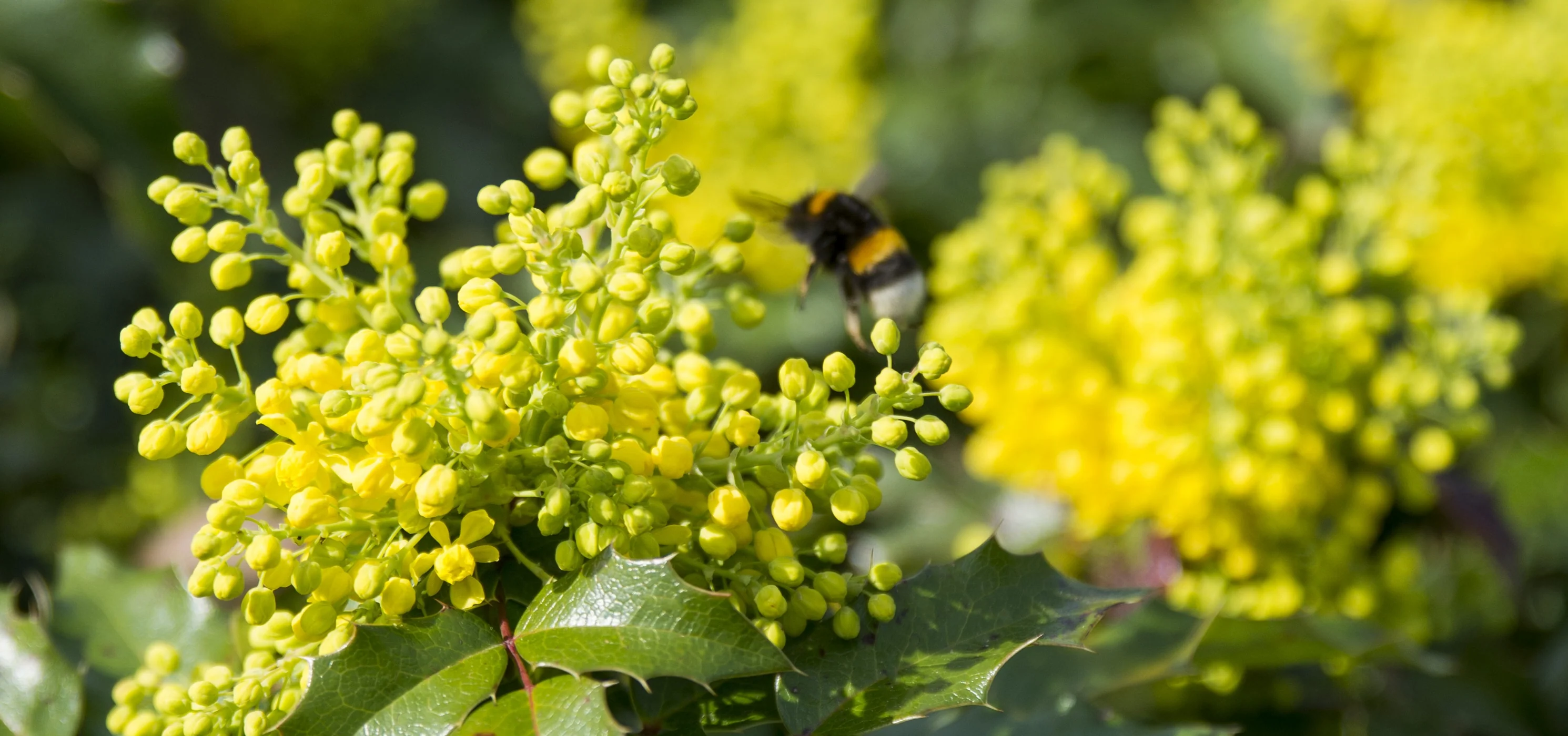 Mahonia Soft Caress - Image 5