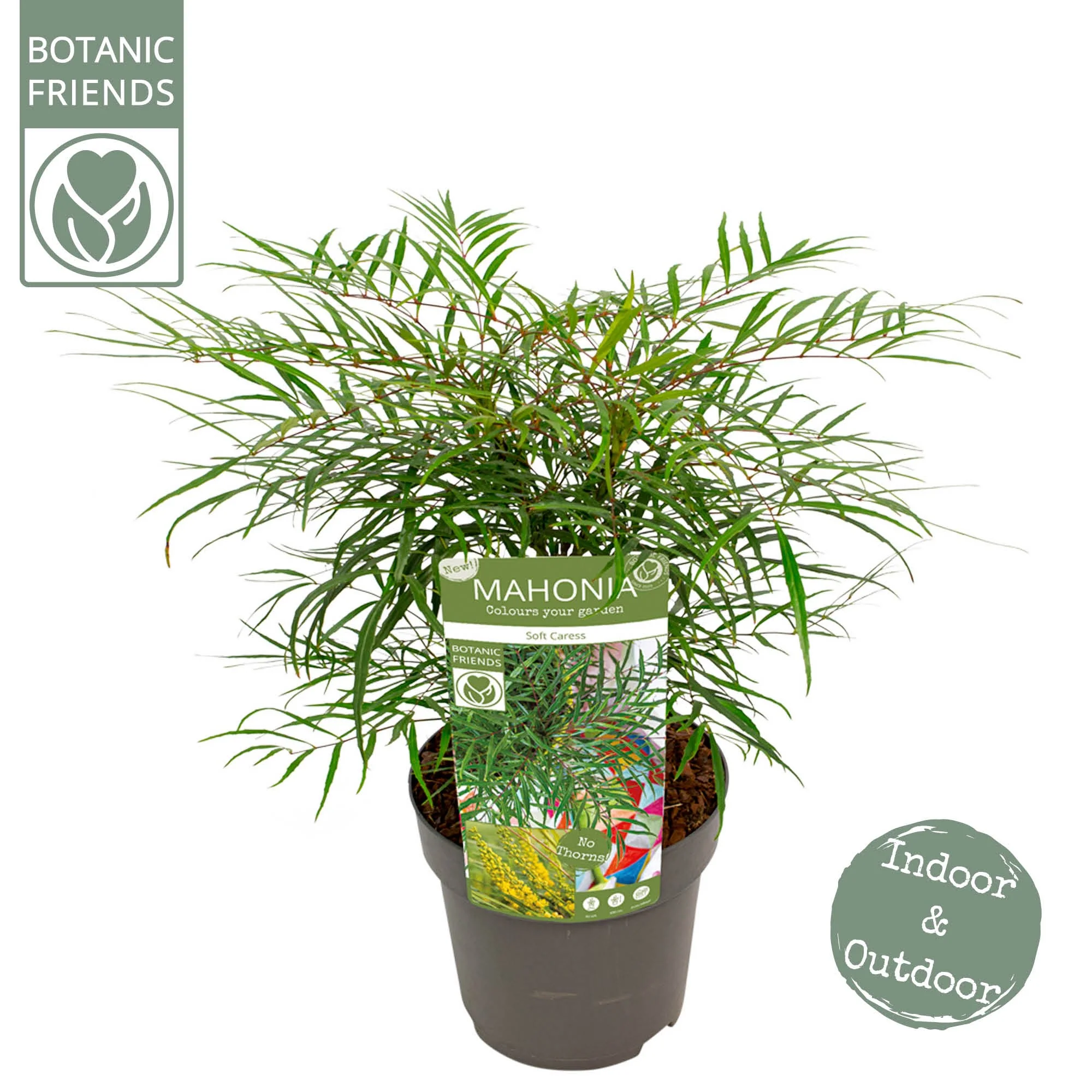 Mahonia Soft Caress - Image 6