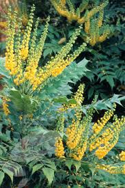 Mahonia Wintersun 3lt - Image 2