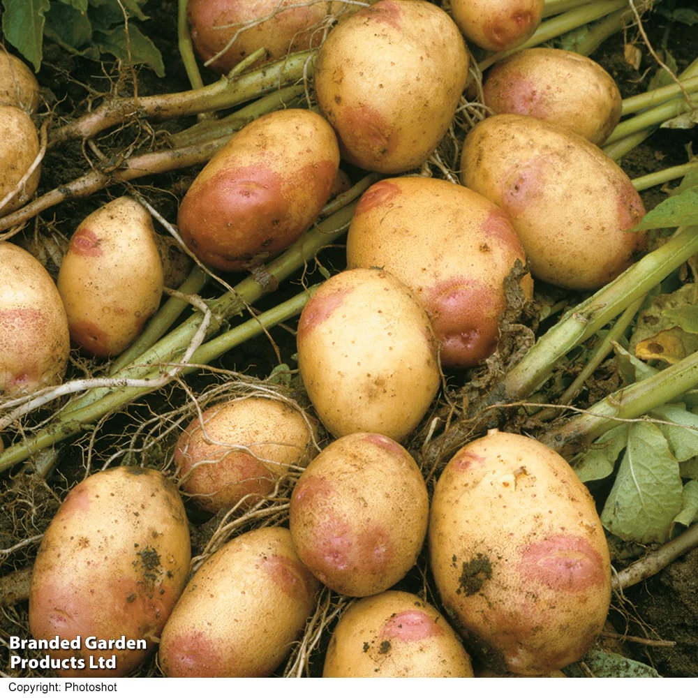 MAIN CROP KING EDWARD 2 KG NETS - Image 2