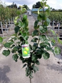 Malus d. Bramleys Seedling
