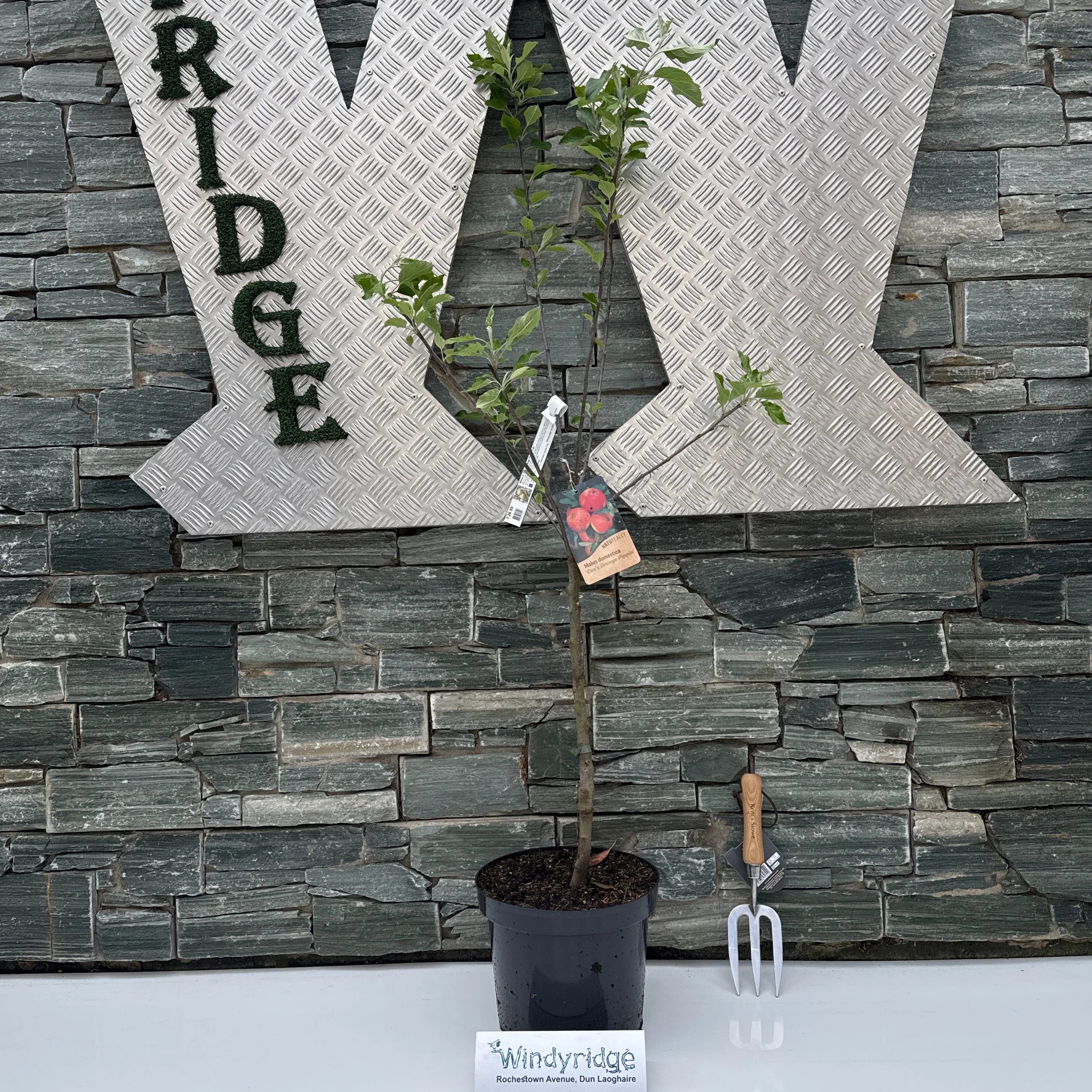 Malus d. Coxs Orange Pippin