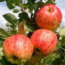 Malus d. James Grieve - Image 2
