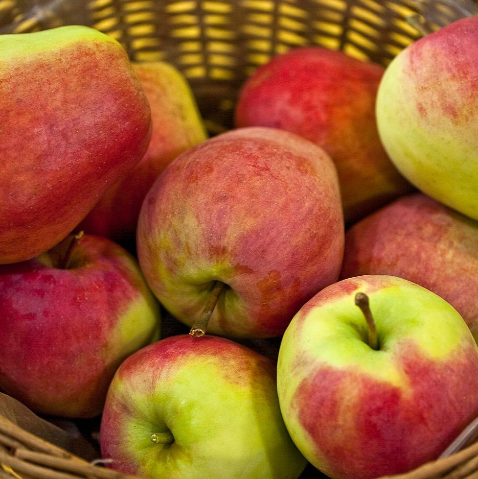 Malus d. Jonagold - Image 2