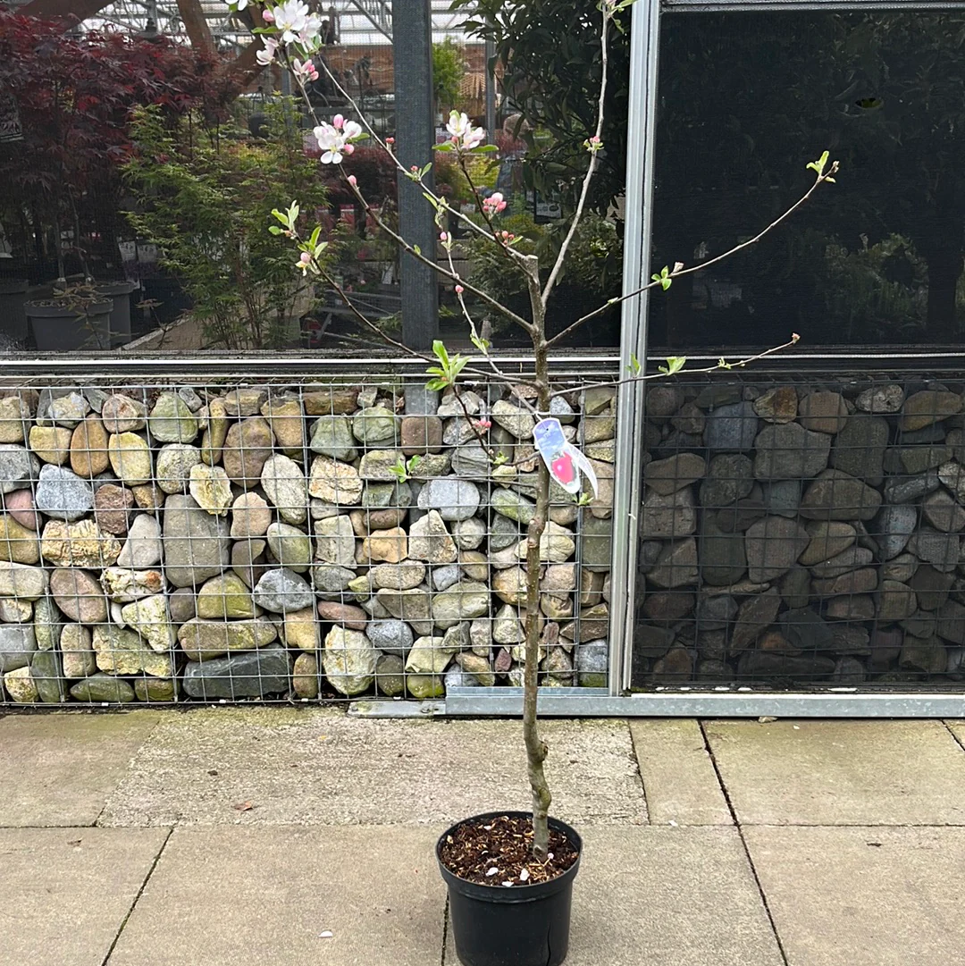 Malus d. Katy(Katja) - Image 2