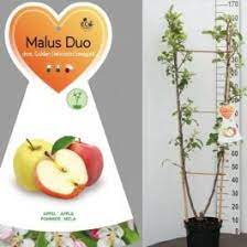 Malus dom. Duo-Appel