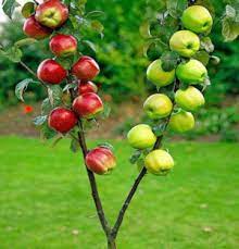 Malus dom. Duo-Appel - Image 2