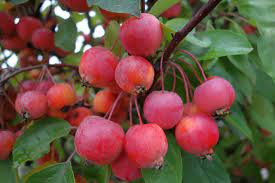 Malus Everest - Image 2